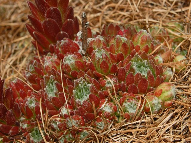 Sempervivum arachnoideum